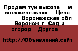 Продам туи высота - 3м, можжевельник. › Цена ­ 3 000 - Воронежская обл., Воронеж г. Сад и огород » Другое   